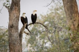 two African Fish Eagles sat on a tree branch - Chongwe River Camp