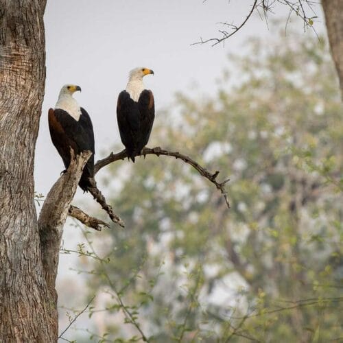 rps_2012-09-177e | Gamewatchers Safaris two African Fish Eagles sat on a tree branch - Chongwe River Camp