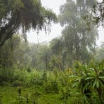 Rwandan Forest