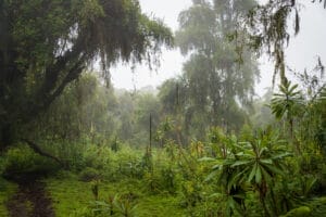 Rwandan Forest