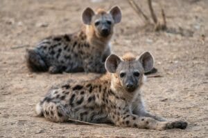 Two Hyenas lying on the ground - Chongwe River Camp