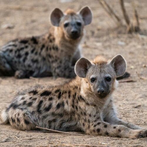 tena_tena_7e1 | Gamewatchers Safaris Two Hyenas lying on the ground - Chongwe River Camp