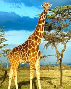 Giraffe
