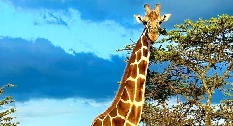 Giraffe