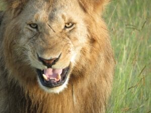 lion closeup