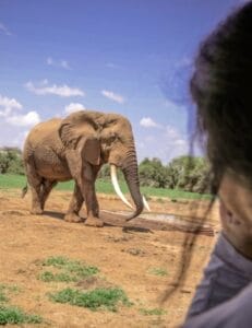 elephant