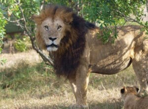 lion looking at camera