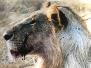Close-up of a lion with blood on its mouth after a hunt in the wild