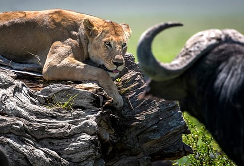 lion on dead tree