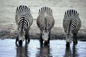 zebras drinking