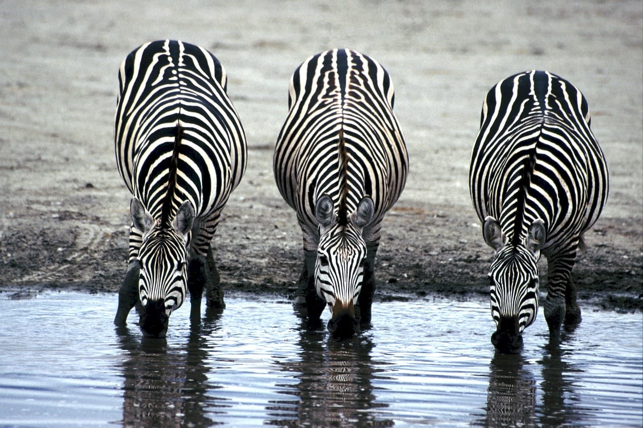 4-1 | Gamewatchers Safaris zebras drinking