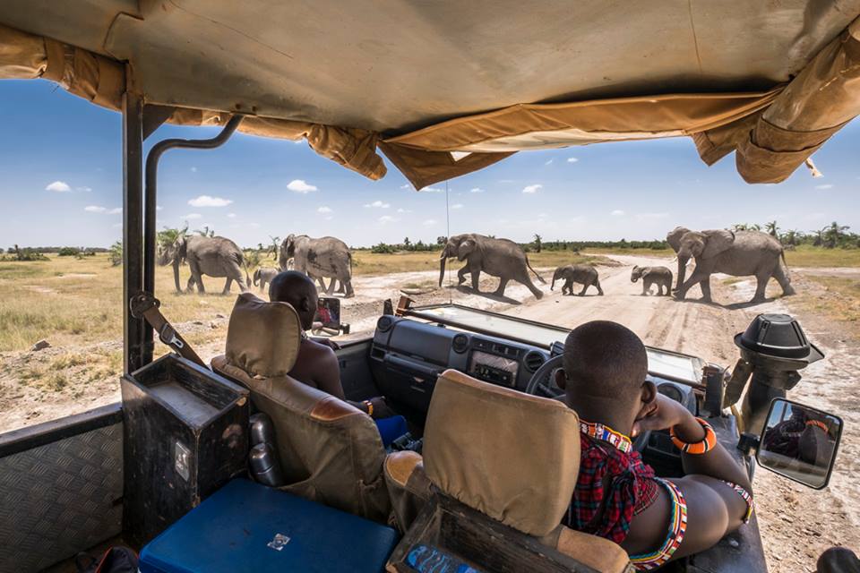 49348019_10156317182694563_3480792653757415424_n | Gamewatchers Safaris safari vehicle with elephants crossing road