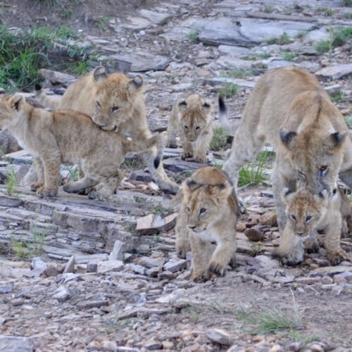 Lioness with her cubs walking together over rocky terrain in the wild
