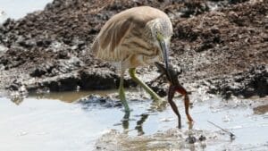 Bird catching a frog in the wild, showcasing the predator-prey interaction
