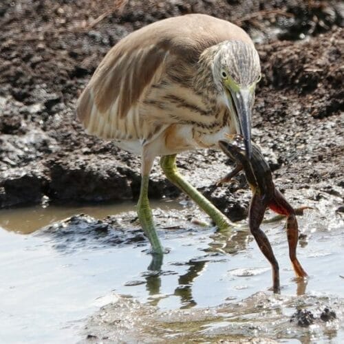 bird catching frog