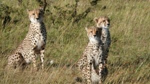 leopards