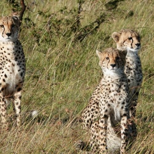 leopards