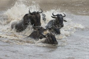 Wildebeests crossing a river during the Great Migration, splashing through the water
