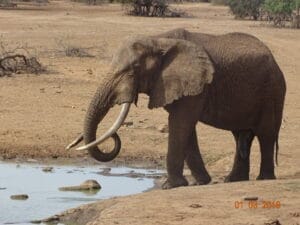 Elephant drinking from a waterhole in the African savannah with tusks visible