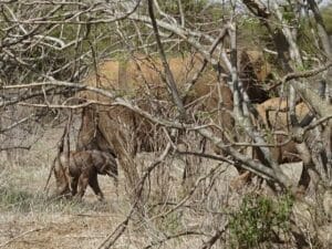 Baby elephant walking through the brush with adult elephants in the background