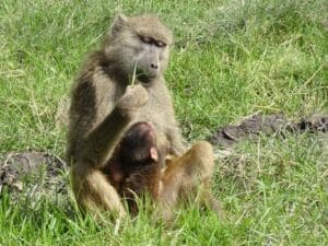 monkey