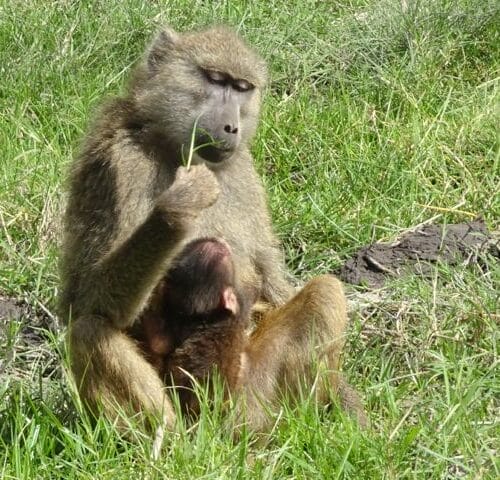 A mother baboon grooming her baby while sitting in the grass