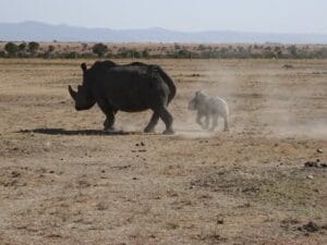 Mother rhinoceros and her baby walking through the dry African savannah
