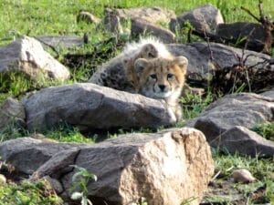 Two cheetah cubs resting among rocks in the wild, with one cub looking at the camera