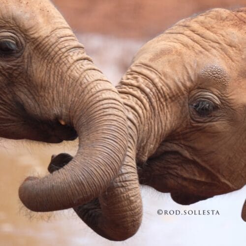 elephants closeup