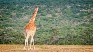giraffe