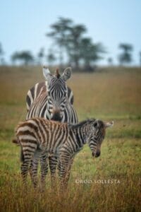 baby zebra