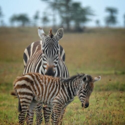 baby zebra