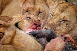 lions eating