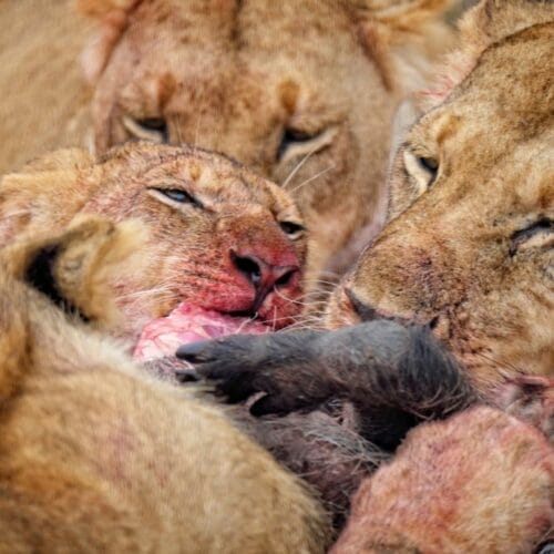 lions eating