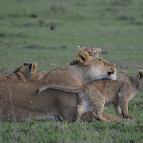 lion cubs