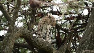 Leopard perched on a tree branch, observing its surroundings in the wild