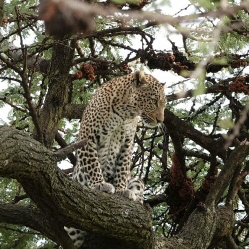 leopard in tree
