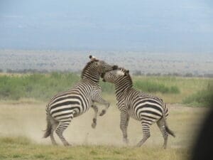 Two zebras fighting in the wild, displaying their black and white striped coats