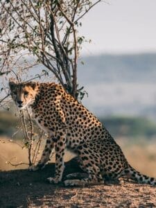 leopard