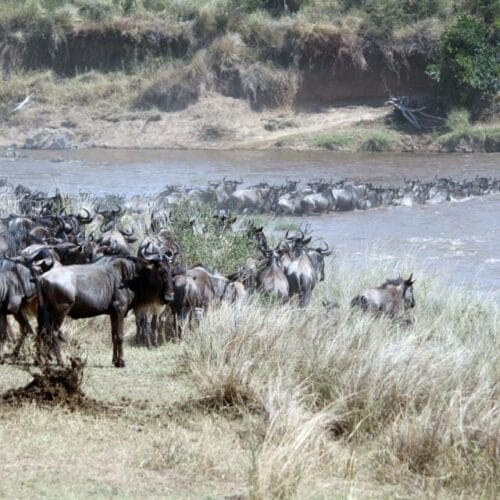 herd crossing river