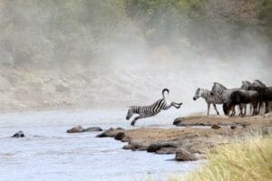 zebra jumping into river