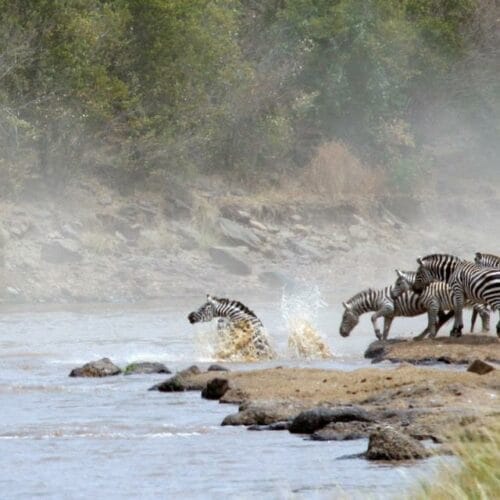 zebra swimming