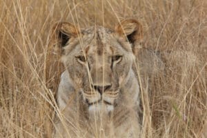 Lioness hiding in tall grass, staring directly at the camera in the wild