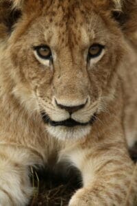 lion closeup