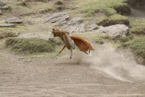 leopard hunting