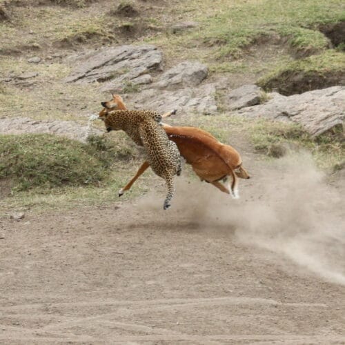 Kenya20195-1024x683 | Gamewatchers Safaris leopard hunting