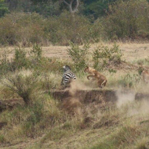Kenya20376-1024x683 | Gamewatchers Safaris lion hunting
