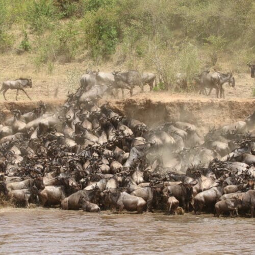 Kenya20402-1024x575 | Gamewatchers Safaris herd of animals crossing river
