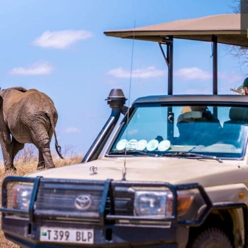 NT-29 (1) | Gamewatchers Safaris elephant