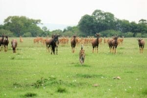 Cheetah walking towards a group of gazelles and wildebeest in the African savannah